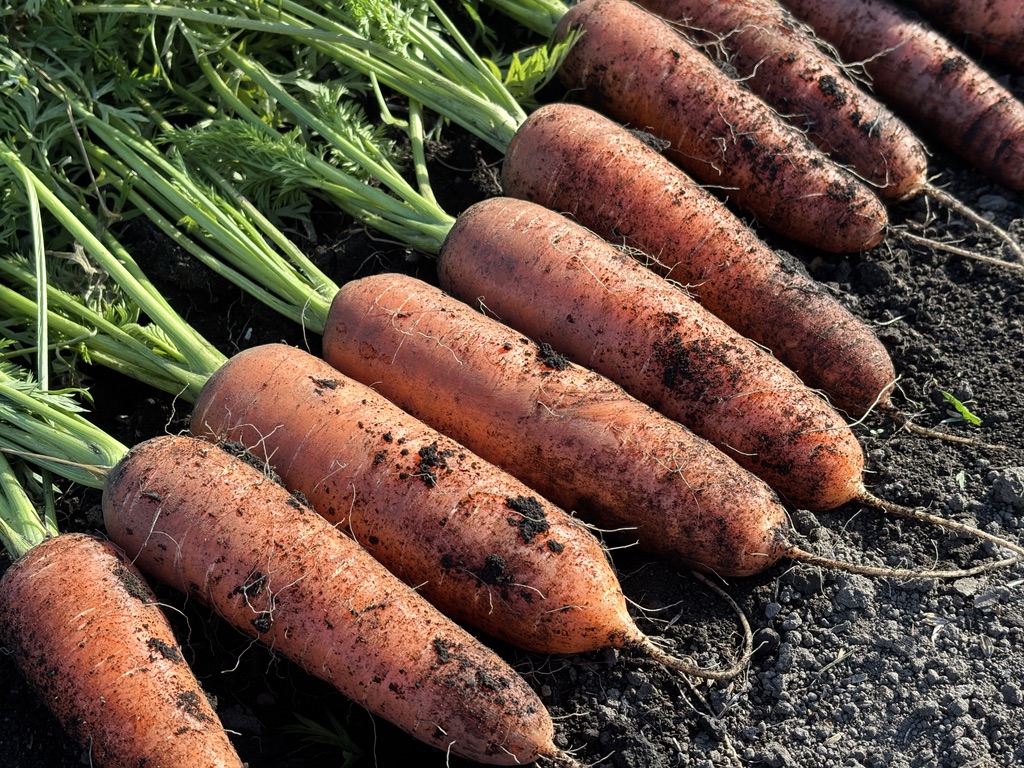 土つきのまま収穫されたKADO FARMのにんじん